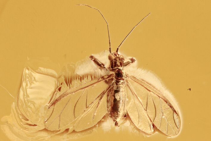 Detailed Fossil Aphid (Megapodaphis?) w/ Spread Wings in Baltic Amber #294380